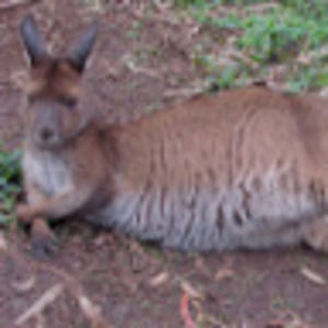 Meet your Posher, Lily